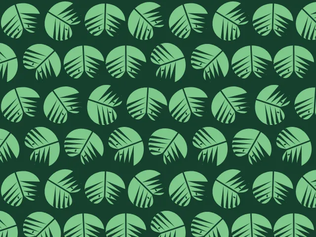 Rows of small pale green slit leaves on a very dark green ground